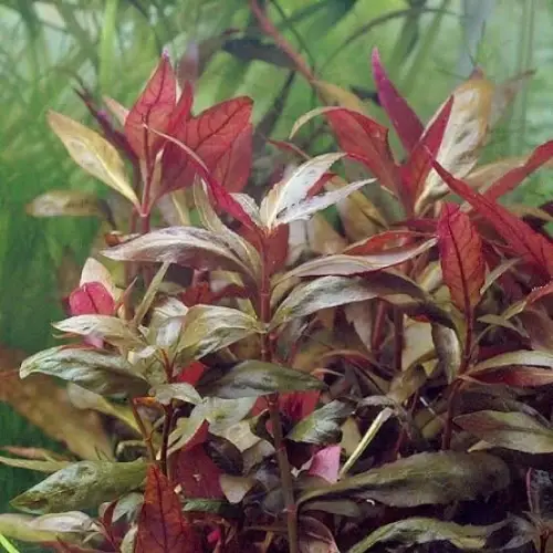 Alternanthera reineckii "Lilacina" con 4 Puertos USB