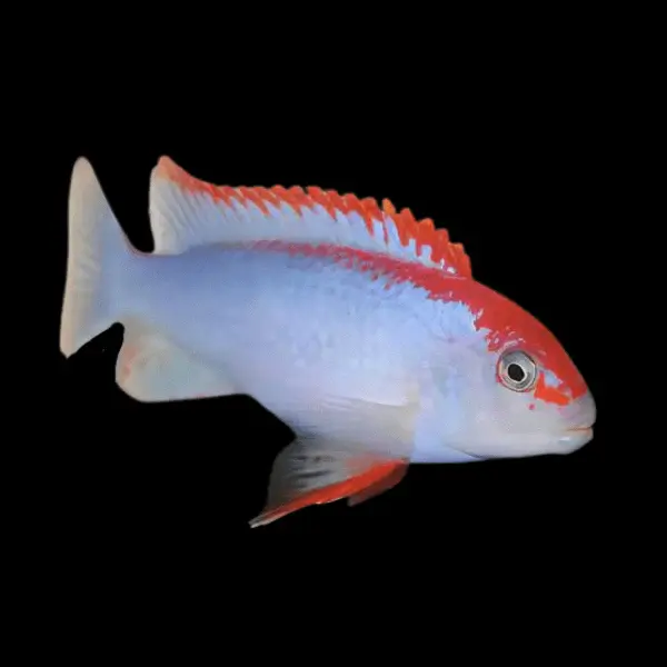 Foco de Video LED Ciclido Pseudotropheus Red Top ndumbi 4-5 cm