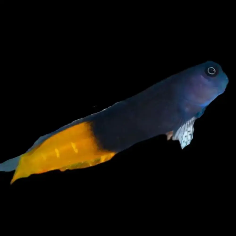 Ecsenius bicolor - Blénido Bicolor para Acuarios Marinos S/M con Montaje Bordo