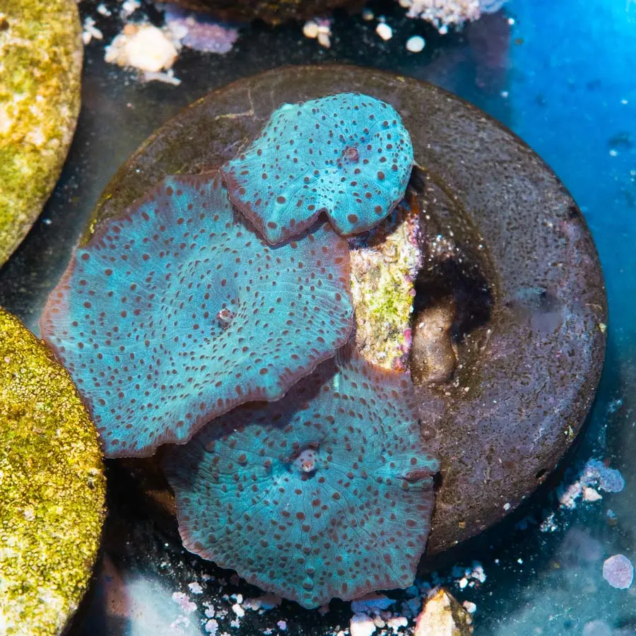 SBM Actinodiscus Azul Leopard (colonia )